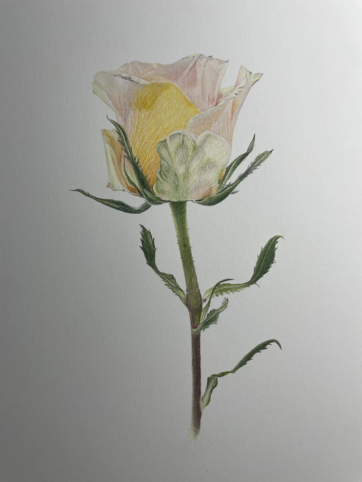 Pastel Tea Rose